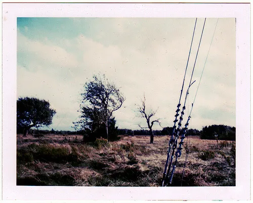 Windswept Trees with Telco Guywires