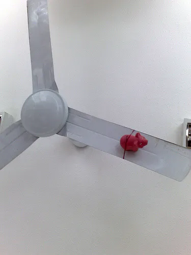 What this office really needs is a pig strapped to a ceiling fan