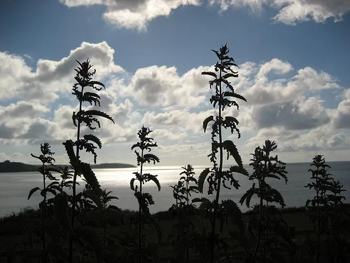 Nettle silhouette