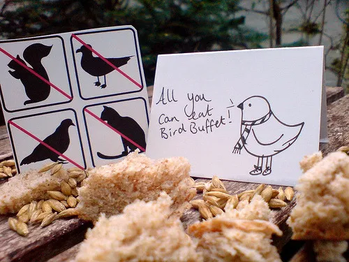 Bird Buffet day 2 (via mooshpie)