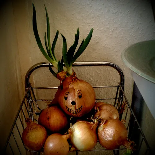 Terry, King of the Onions