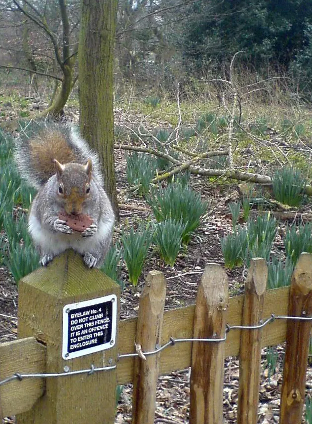Photo of a squirrel eating a bourbon biscuit