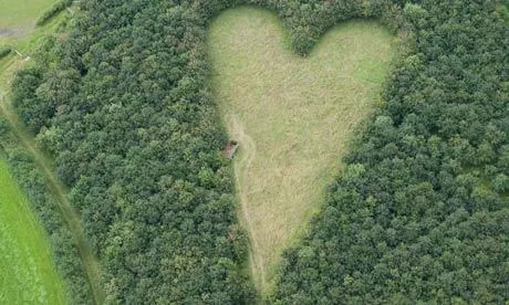 Oak tribute