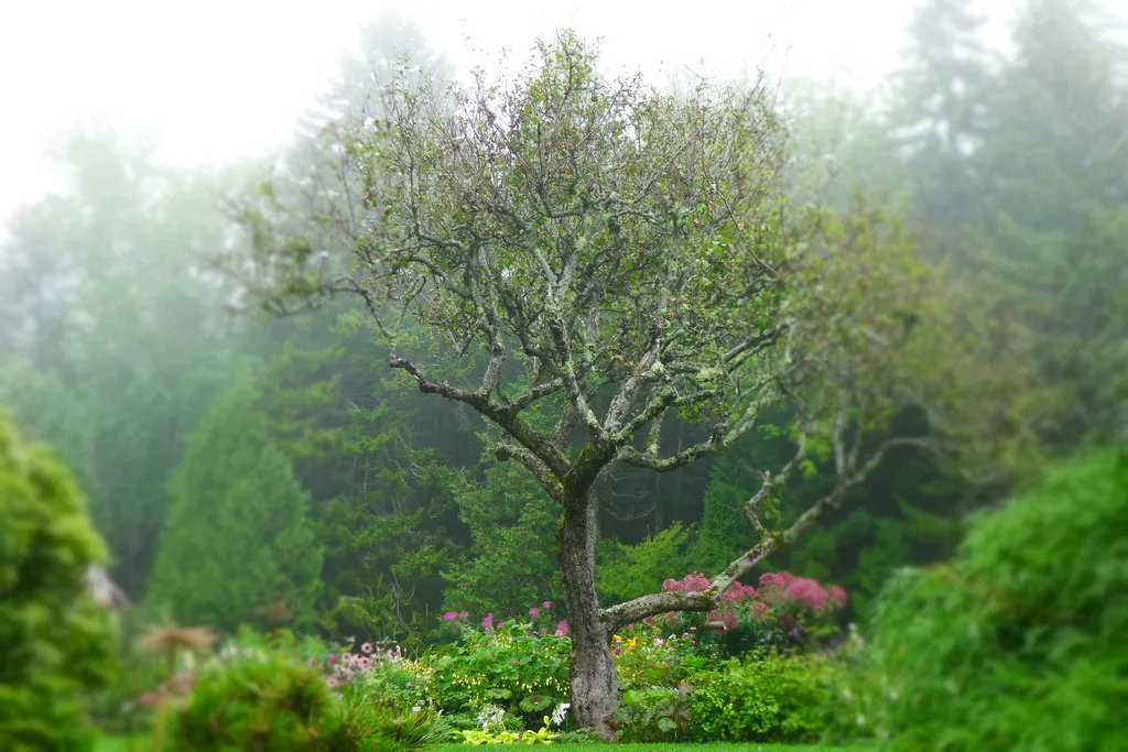 Thuya Garden